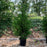 Arborvitae, Green Giant Arborvitae