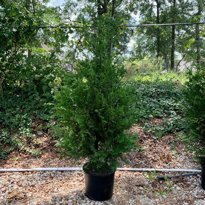 Arborvitae, Green Giant Arborvitae