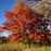 Oak, Northern Red Oak