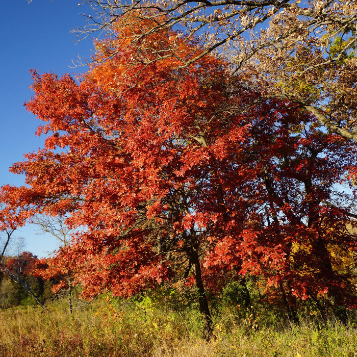 Oak, Northern Red Oak