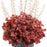 Coral Bells, Dolce® Cherry Truffles Heuchera