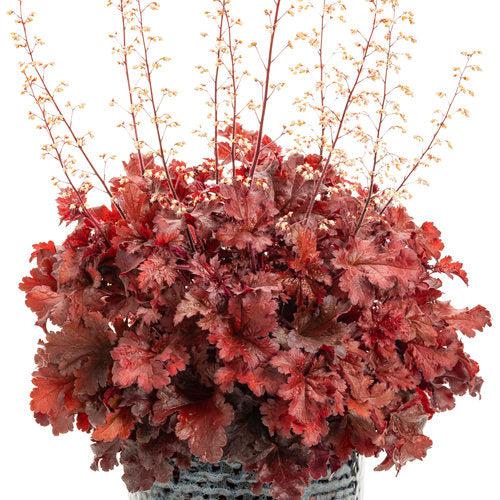 Coral Bells, Dolce® Cherry Truffles Heuchera