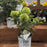 Hydrangea, PW® Powerball™ Hydrangea