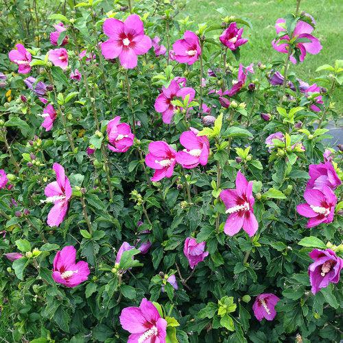 Hibiscus, PW® Lil' Kim® Violet Hibiscus