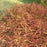 Fern, Sweet Fern