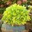 Coral Bells, Lime Marmalade Heuchera