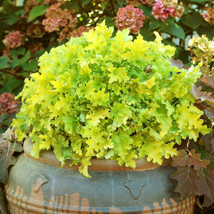 Coral Bells, Lime Marmalade Heuchera