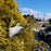 Cypress, Golden Sawara Cypress