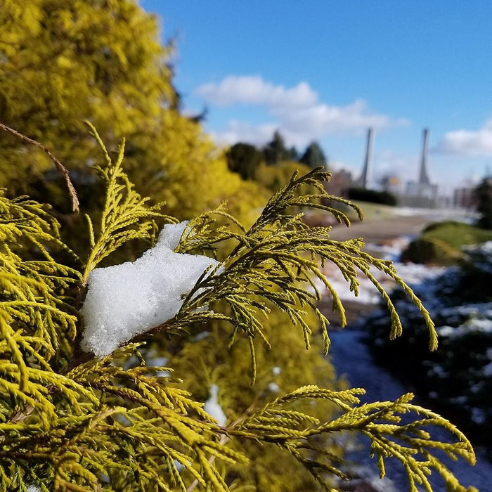 Cypress, Golden Sawara Cypress