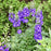 Delphinium, PW® Violets Are Blue Delphinium