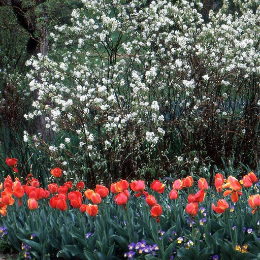 Serviceberry, Regent Serviceberry