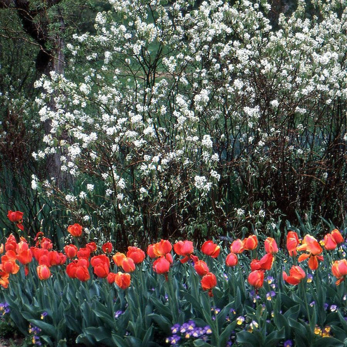 Serviceberry, Regent Serviceberry