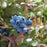 Vaccinium corymbosum 'ZF06-079'  - Pink Icing® Blueberry