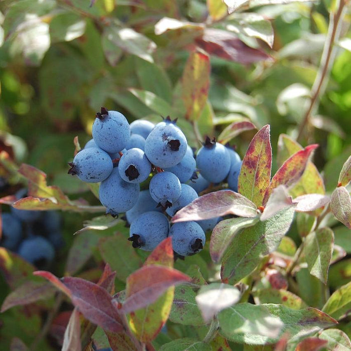 Vaccinium corymbosum 'ZF06-079'  - Pink Icing® Blueberry