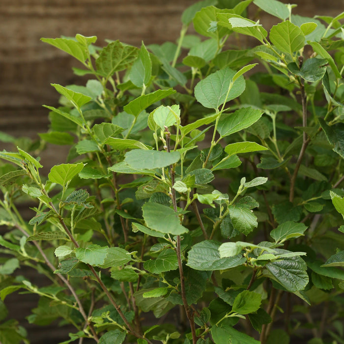 Fothergilla, Mount Airy Fothergilla