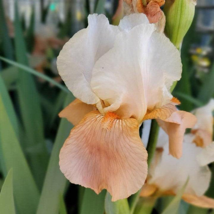 Iris, Invitation Bearded Iris