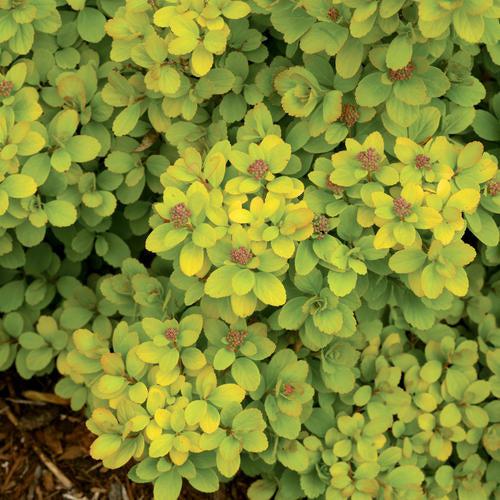 Spirea, Glow Girl® Birchleaf Spirea