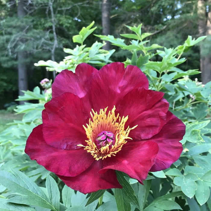 Peony, Scarlet Heaven Itoh Peony