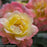 Rose, PW® Color Choice® OSO Easy Italian Ice® Rose
