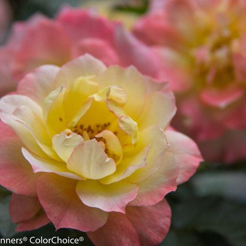 Rose, PW® Color Choice® OSO Easy Italian Ice® Rose