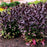 Beardtongue, Dakota Burgundy Beardtongue