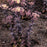 Sedum, Puff Pastry™ White Chocolate Stonecrop