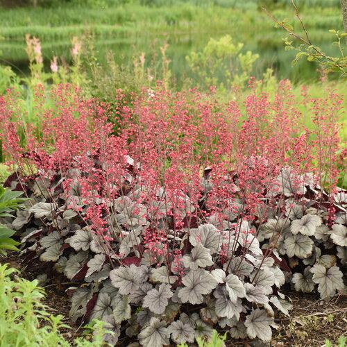 Coral Bells, Dolce® Silver Gumdrop Heuchera