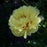 Paeonia 'Bartzella'  - Bartzella Itoh Peony