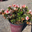 Azalea, Encore Autumn Starburst Azalea