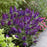 Butterfly Bush, Butterfly Candy® Li'l Grape™ Butterfly Bush