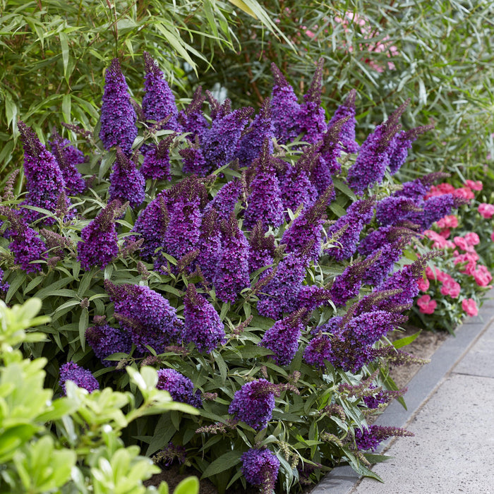 Butterfly Bush, Butterfly Candy® Li'l Grape™ Butterfly Bush