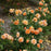 Rose, Proven Winners® Color Choice® At Last® Rose