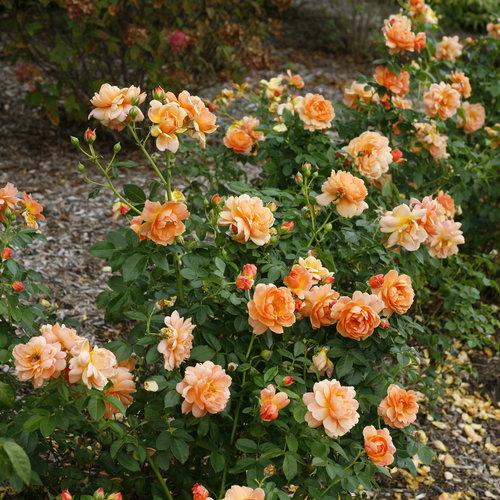 Rose, Proven Winners® Color Choice® At Last® Rose