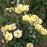 Rose, Golden Showers Climbing Rose