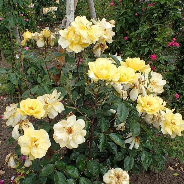 Rose, Golden Showers Climbing Rose
