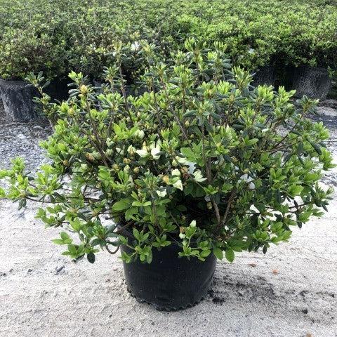 Azalea, Pleasant White Azalea