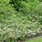 Chokeberry, PW® Ground Hug® Aronia