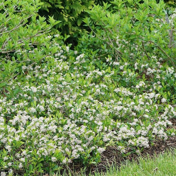 Chokeberry, PW® Ground Hug® Aronia
