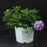 Hydrangea, Let's Dance ¡Arriba! Compact Reblooming Macrophylla x Serrata Hybrid Hydrangea