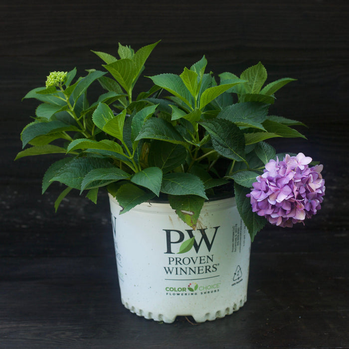 Hydrangea, Let's Dance ¡Arriba! Compact Reblooming Macrophylla x Serrata Hybrid Hydrangea