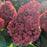 Hydrangea, Love-A-Lot™ Pink Hydrangea