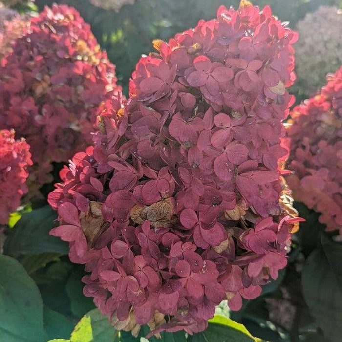 Hydrangea, Love-A-Lot™ Pink Hydrangea