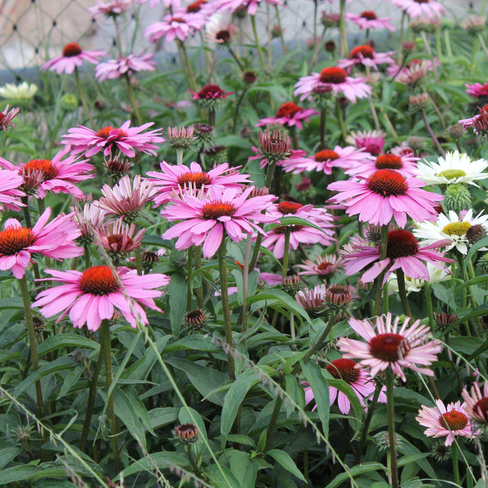 Coneflower, Magnus Echinacea, Coneflower
