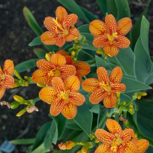 Lily, Freckle Face Blackberry Lily
