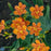 Lily, Freckle Face Blackberry Lily