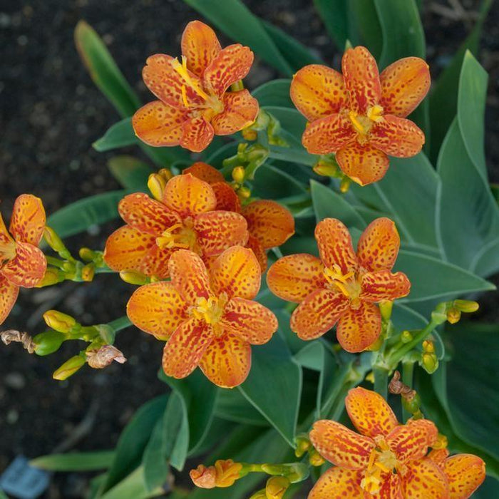 Lily, Freckle Face Blackberry Lily