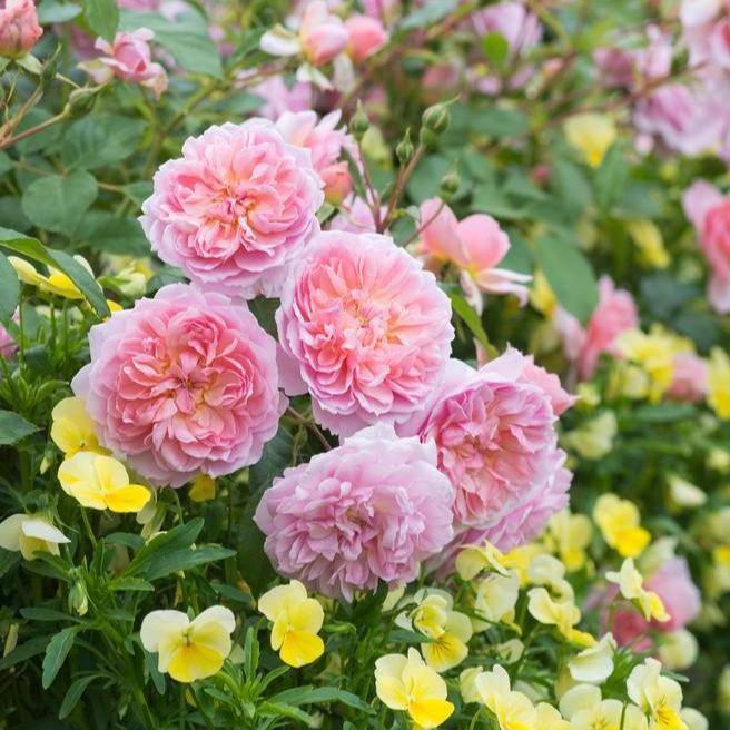 Rosa 'Ausecret'  - Anne Boleyn Rose