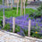 Catmint, Picture Purrfect Catmint