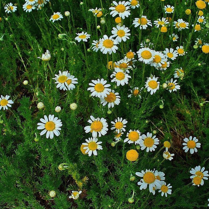 Roman Chamomile
