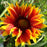 Blanket Flower, Spintop™ Copper Sun Blanket Flower